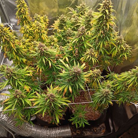 Auto Lemon Kix growlog timeline photo