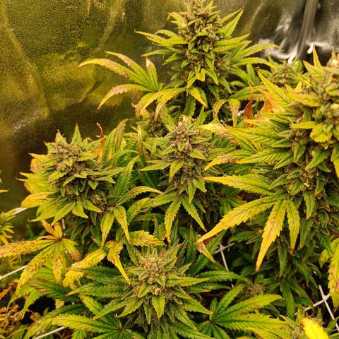 Auto Lemon Kix growlog timeline photo