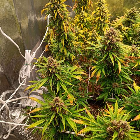 Auto Lemon Kix growlog timeline photo