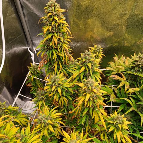 Auto Lemon Kix growlog timeline photo