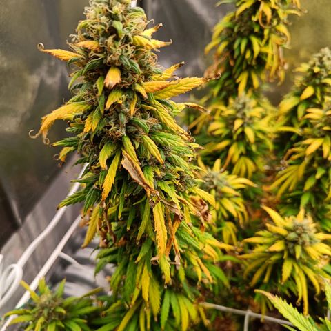 Auto Lemon Kix growlog timeline photo