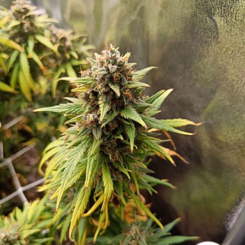 Auto Lemon Kix growlog timeline photo