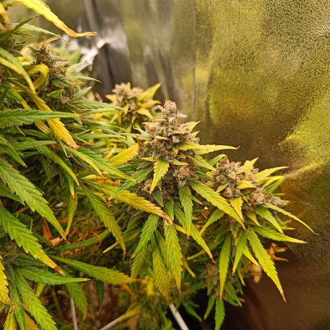 Auto Lemon Kix growlog timeline photo