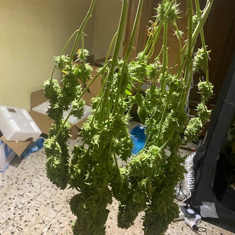 Auto Lemon Kix growlog timeline photo