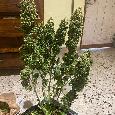 Auto Lemon Kix growlog timeline photo