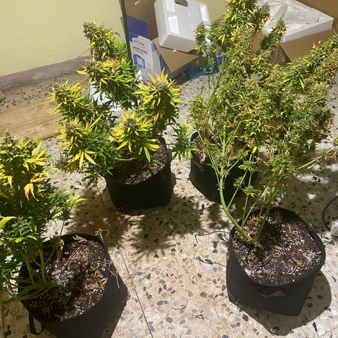 Auto Lemon Kix growlog timeline photo