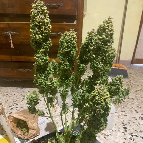 Auto Lemon Kix growlog timeline photo
