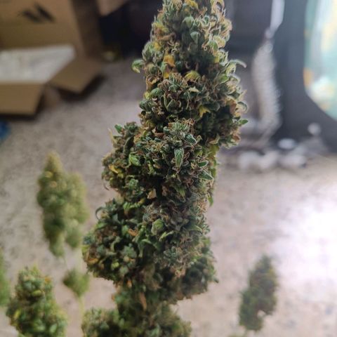 Auto Lemon Kix growlog timeline photo