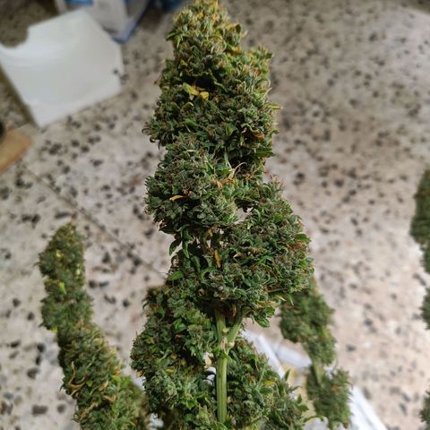 Auto Lemon Kix growlog timeline photo