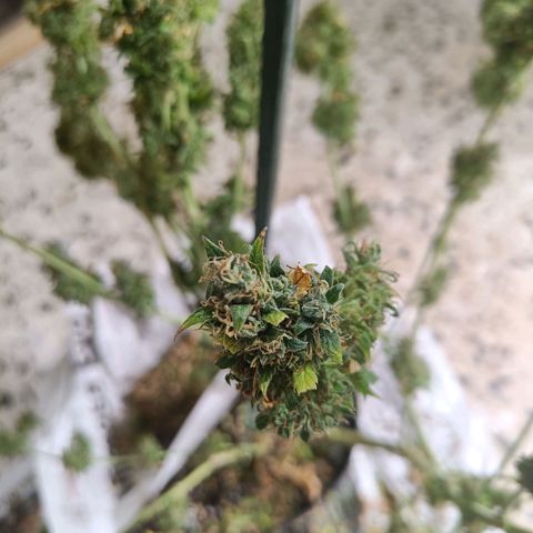 Auto Lemon Kix growlog timeline photo