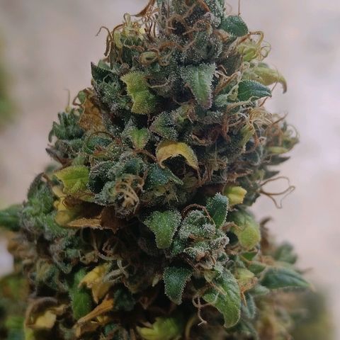 Auto Lemon Kix growlog timeline photo