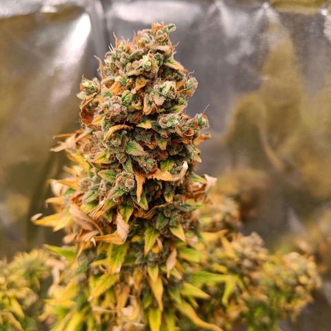 Auto Lemon Kix growlog timeline photo