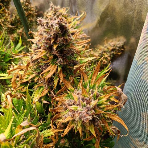 Auto Lemon Kix growlog timeline photo