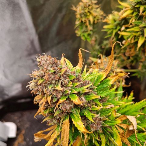 Auto Lemon Kix growlog timeline photo