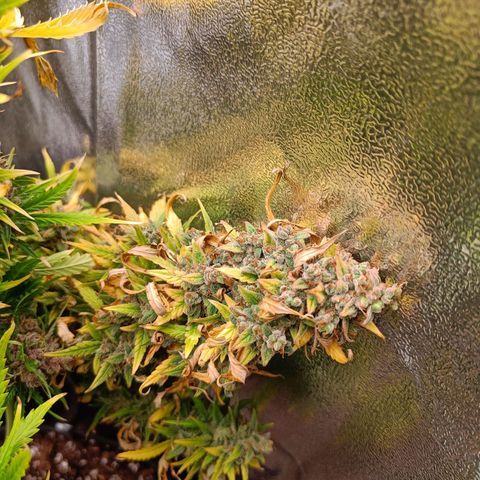 Auto Lemon Kix growlog timeline photo