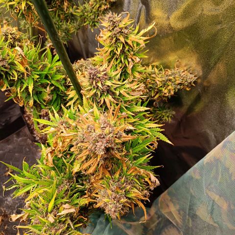 Auto Lemon Kix growlog timeline photo
