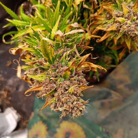 Auto Lemon Kix growlog timeline photo