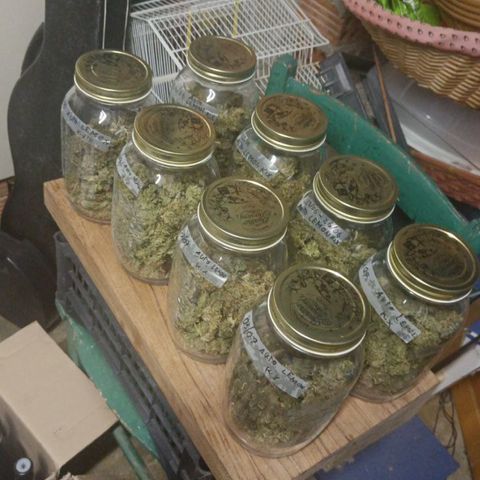 Auto Lemon Kix growlog photo: ✅✅✅