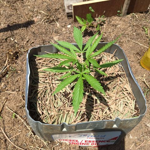 Génétique inconnue #3 growlog timeline photo
