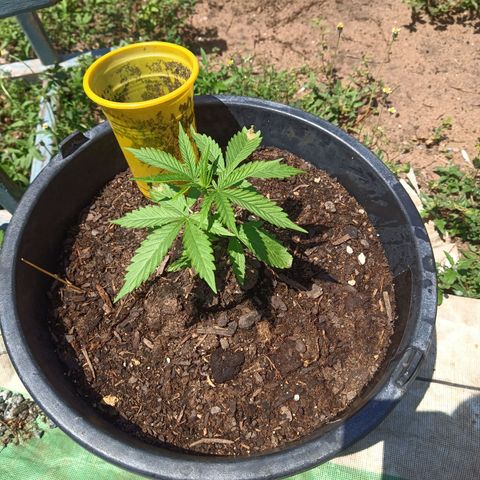 Génétique inconnue #1 growlog timeline photo