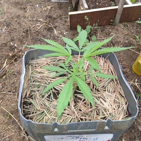 Génétique inconnue #3 growlog timeline photo