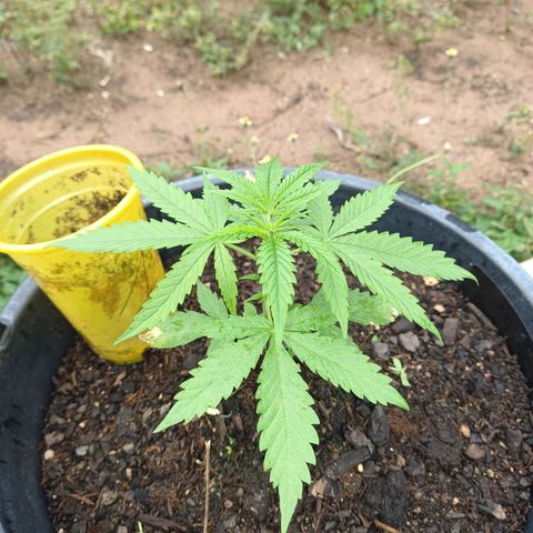 Génétique inconnue #1 growlog photo: Pluie toute la journée 