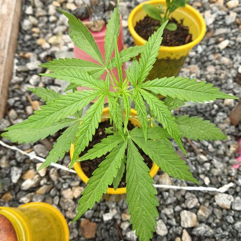 Génétique inconnue #2 growlog photo: Pluie toute la journée je vais rempoter 