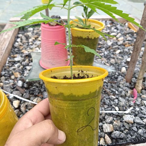 Génétique inconnue #2 growlog photo: Super racine