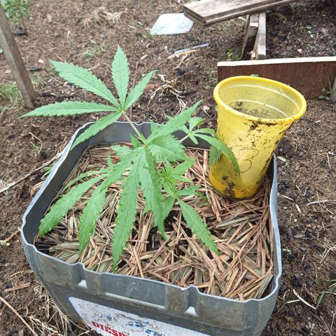 Génétique inconnue #3 growlog timeline photo