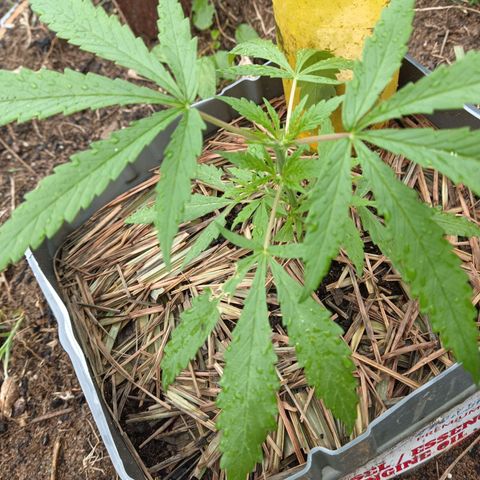 Génétique inconnue #3 growlog photo: Super attack d insects 