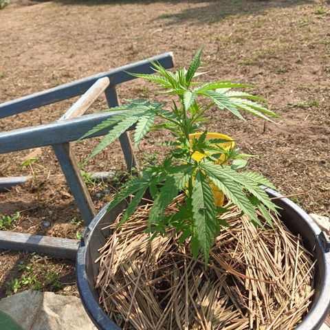 Génétique inconnue #1 growlog timeline photo