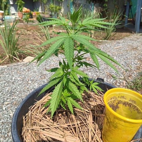 Génétique inconnue #1 growlog timeline photo