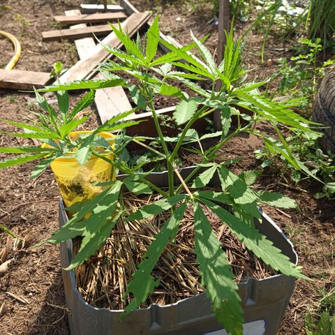Génétique inconnue #3 growlog timeline photo
