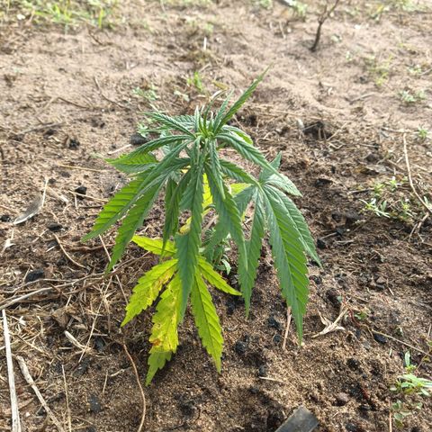 Génétique inconnue #2 growlog timeline photo