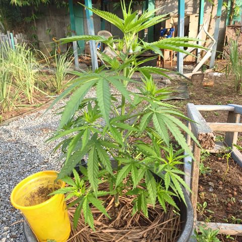 Génétique inconnue #1 growlog timeline photo