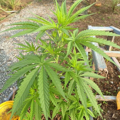 Génétique inconnue #1 growlog timeline photo
