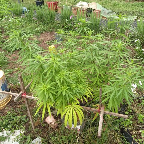 Génétique inconnue #3 growlog timeline photo