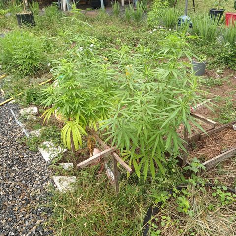 Génétique inconnue #3 growlog timeline photo