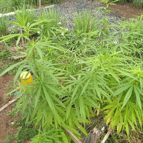 Génétique inconnue #3 growlog timeline photo