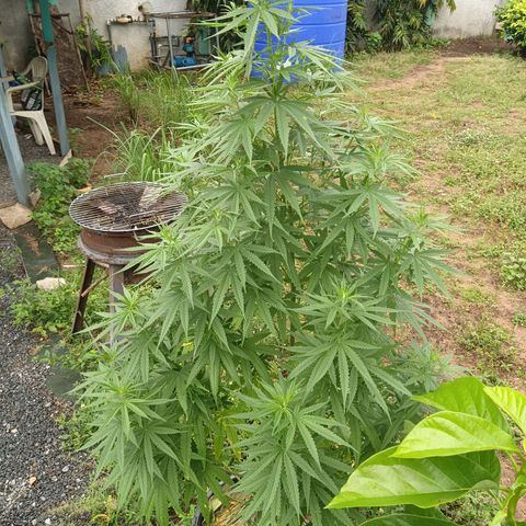 Génétique inconnue #1 growlog timeline photo