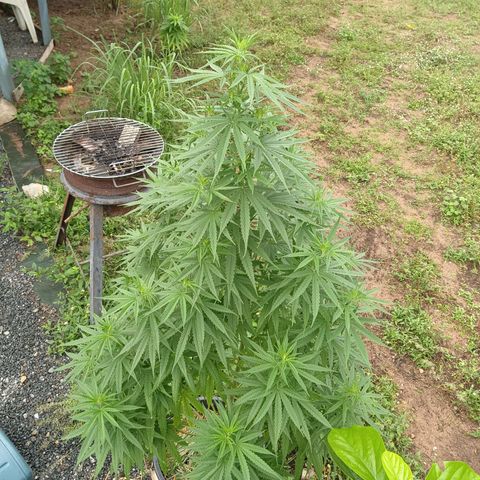 Génétique inconnue #1 growlog timeline photo