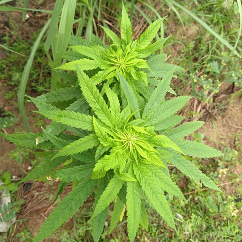 Génétique inconnue #2 growlog timeline photo
