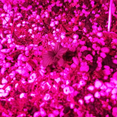 Big Bud growlog timeline photo