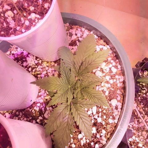 Big Bud growlog timeline photo