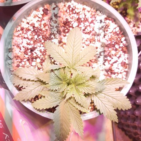 Big Bud growlog timeline photo