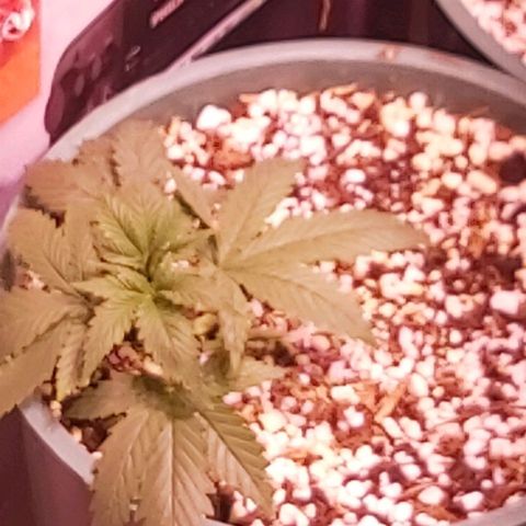 Big Bud growlog timeline photo