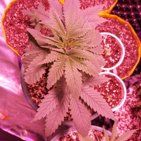 Big Bud growlog timeline photo