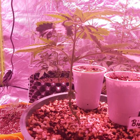 Big Bud growlog timeline photo