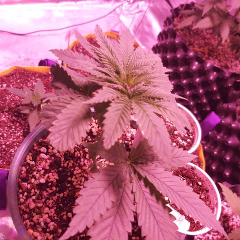 Big Bud growlog timeline photo
