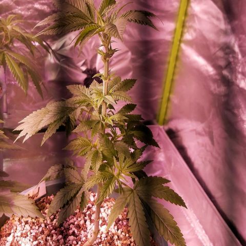 Big Bud growlog timeline photo